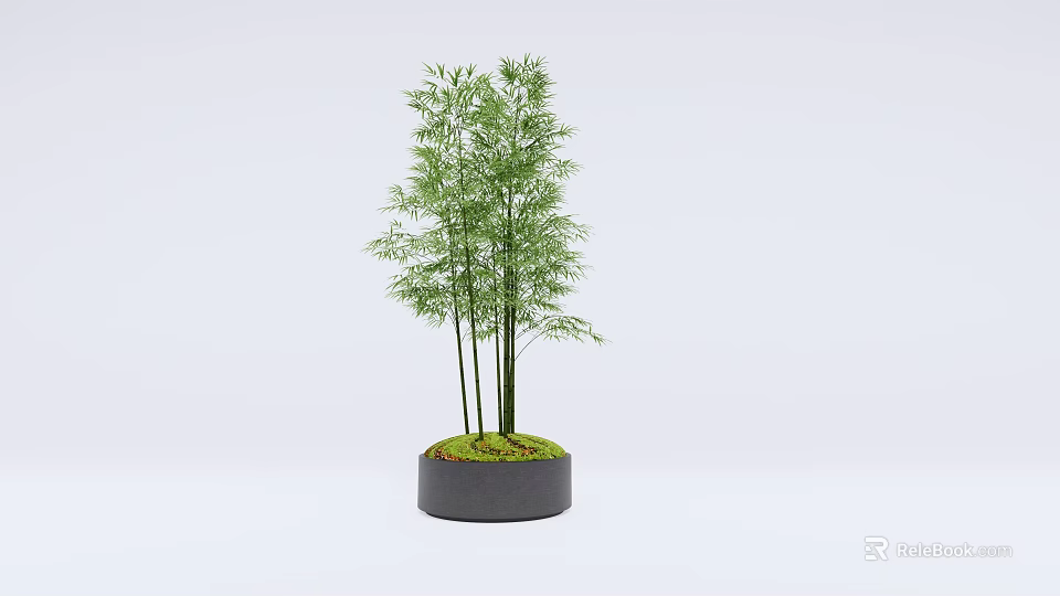 Potted Bamboo Plant With Slender Green Stalks In Gray Ceramic Pot With Moss 3d model 