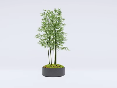 Potted Bamboo Plant With Slender Green Stalks In Gray Ceramic Pot With Moss 3d model