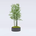 Potted Bamboo Plant With Slender Green Stalks In Gray Ceramic Pot With Moss