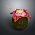 Green Textured Body With Red Edged Pink Organ And Yellow Hair Like Structure