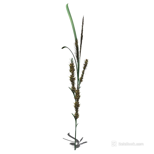 Tall Ornamental Grass With Slender Stems Green Leaves And Spiky Seed Heads 3d model 