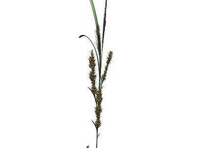 Tall Ornamental Grass With Slender Stems Green Leaves And Spiky Seed Heads 3d model