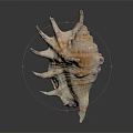 Spiky Conch Marine Animal With Spiral Shell On Dark Reflective Background