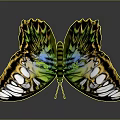 Colorful Green And Blue Butterfly With Yellow Patterned Spread Wings Against Gray Background