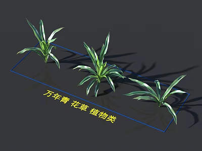 Healthy Evergreen Houseplants Featuring Slender Green Leaves As Indoor Decorative Plants 3d model