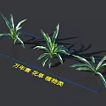 Healthy Evergreen Houseplants Featuring Slender Green Leaves As Indoor Decorative Plants
