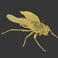 Black Fly With Transparent Wings And Compound Eyes On Smooth Surface 3d model