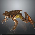 Brown Spotted Frog With Yellow Belly And Webbed Feet On Dark Background