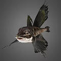 Exotic Fish Featuring Unique Wing Like Fins Dark Body And Striped Patterns