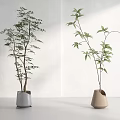 Indoor Bonsai Potted Plants With Green Leaves Slender Branches Gray And Beige Pots