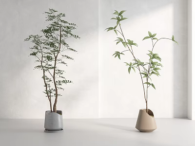 Indoor Bonsai Potted Plants With Green Leaves Slender Branches Gray And Beige Pots 3d model