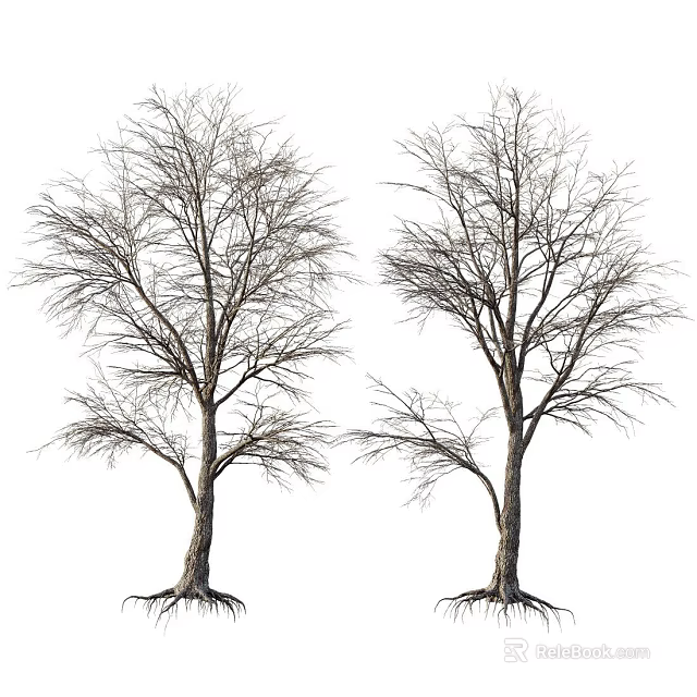Two Bare Trees With Visible Roots And Leafless Branches In White Background 3d model 