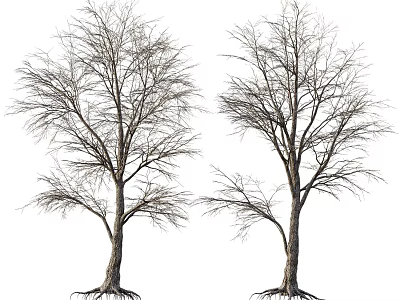 Two Bare Trees With Visible Roots And Leafless Branches In White Background 3d model