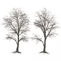 Two Bare Trees With Visible Roots And Leafless Branches In White Background