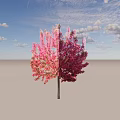 Blooming Pink Flowering Tree With Vibrant Pink Blossoms On Light Blue Background