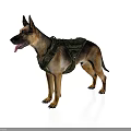 German Shepherd Standing in White Background With Green Tactical Vest and Tongue Out