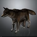 Wild Brown Mother Wolf and Her Small Cub Standing on Shiny Gray Floor