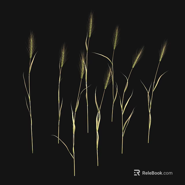 Natural Mature Wheat Crops With Green Stems And Ears Against Black Background 3d model 