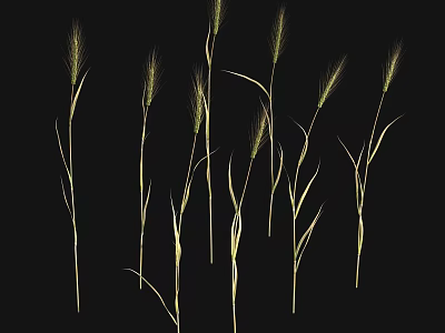 Natural Mature Wheat Crops With Green Stems And Ears Against Black Background 3d model