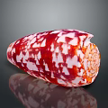 Vibrant Red and White Patterned Aquatic Conch with Orange Base and Reflection on Black Background 3d model