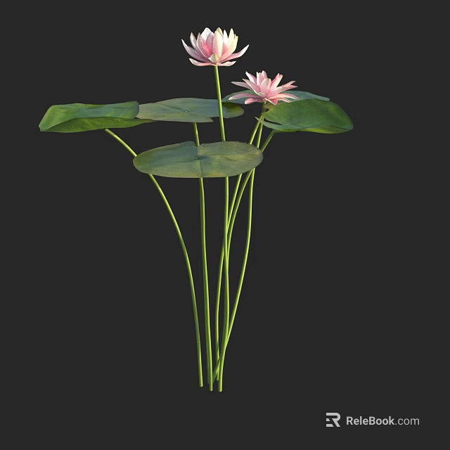 Beautiful Aquatic Plants with Pink Lotus Flowers Green Leaves and Long Stems on Black Background 3d model 