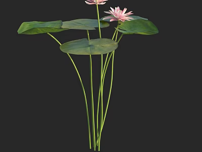 Beautiful Aquatic Plants with Pink Lotus Flowers Green Leaves and Long Stems on Black Background 3d model