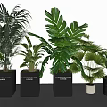 Bonsai Potted Plants With Various Green Leaf Types And Different Flowerpot Designs 3d model