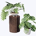 indoor potted plant 3d model