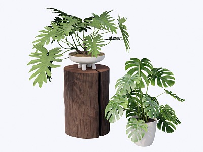 indoor potted plant 3d model