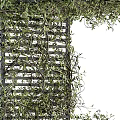 Lush Green Vines Growing On Wooden Lattice For Natural Garden Decor