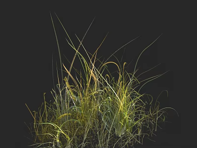 Lush Decorative Grasses With Green And Yellow Leaves On Black Background 3d model