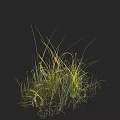 Lush Decorative Grasses With Green And Yellow Leaves On Black Background