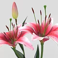 Fresh Blooming Pink Lilies with Green Stems Leaves and Unopened Bud
