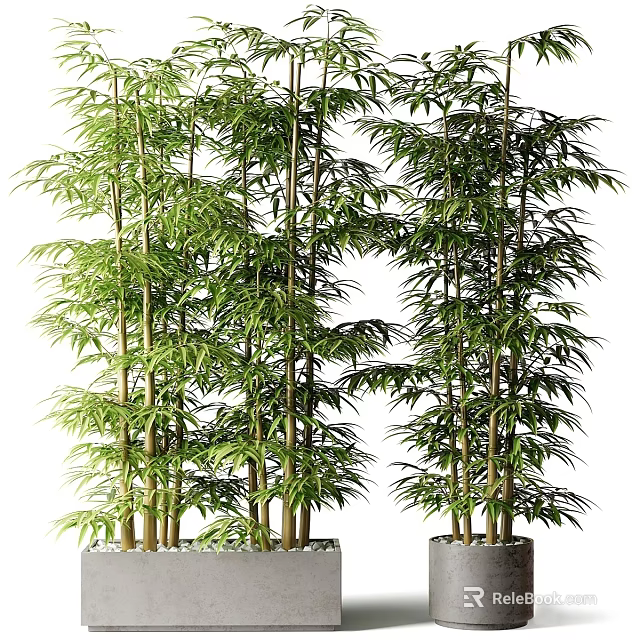 Lush Green Bamboo Bonsai Potted Plants With Tall Stalks And Leafy Branches 3d model 