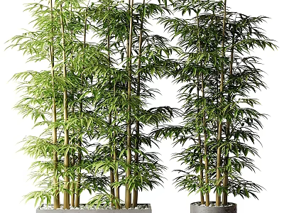 Lush Green Bamboo Bonsai Potted Plants With Tall Stalks And Leafy Branches 3d model