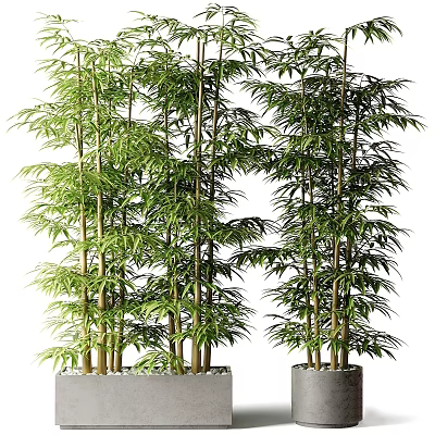 Lush Green Bamboo Bonsai Potted Plants With Tall Stalks And Leafy Branches 3d model