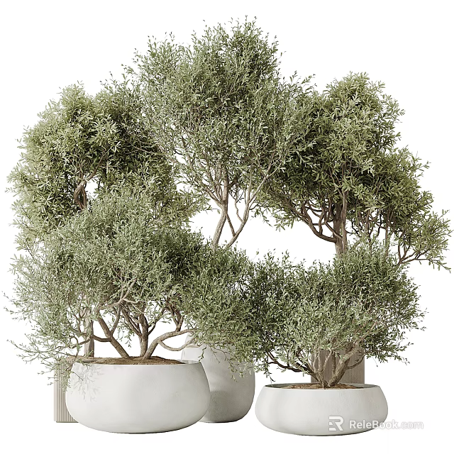 Decorative Olive Trees In White Ceramic Pots With Lush Green Foliage And Branches 3d model 