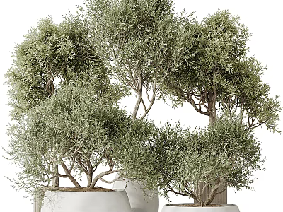 Decorative Olive Trees In White Ceramic Pots With Lush Green Foliage And Branches 3d model
