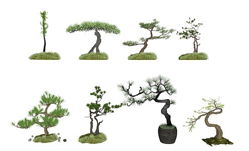 New Chinese Pine 3d model