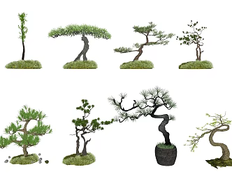 New Chinese Pine 3d model