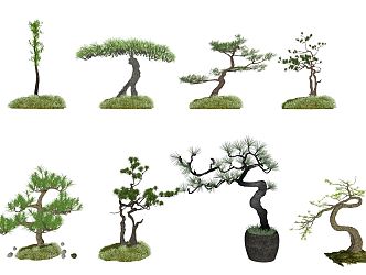 New Chinese Pine 3d model