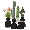 Stylish Potted Plants With Cactus Succulents And Grass In Black White Round Bowls