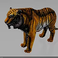 Realistic 3D Tiger With Orange Black Stripes Standing Pose And Shiny Fur 3d model