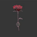 Red Rose Plant With Green Leaves And Long Stem On White Background