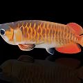 Stunning Golden Arowana Fish With Red Fins And Black Background Reflection