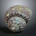 Vibrant Purple And White Conch With Spiral Texture On Dark Background