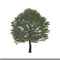 Tall Deciduous Tree with Lush Green Foliage and Human Silhouette Showing Size Proportion