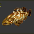 Grouper Fish with Orange and White Stripes on Dark Background with Reflective Surface 3d model