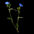 Vibrant Blue Flower With Two Blue Petals And Green Leaves On Black Background