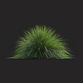 Vibrant Lush Green Grass With Rounded Bushy Shape Against Dark Background
